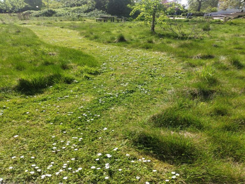 Weg durch eine Wiese mit Gänseblümchen